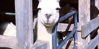 Farm Visits